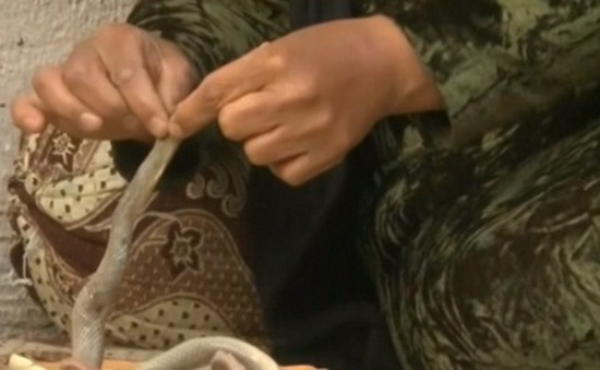 Một phụ nữ Iraq ăn rắn chữa... ung thư