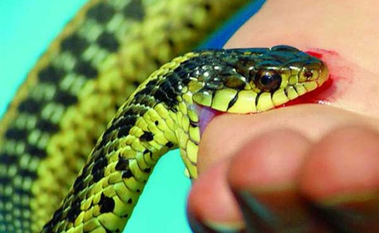 Mùa mưa lũ, số bệnh nhân bị rắn độc cắn tăng mạnh