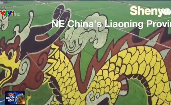 Chiêm ngưỡng cánh đồng rồng tại Trung Quốc