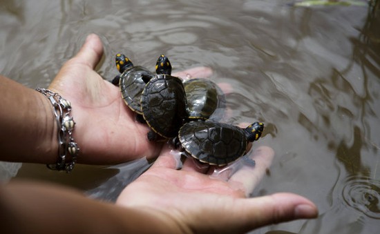 Peru thả 5.000 con rùa ấp nở nhân tạo về rừng Amazon