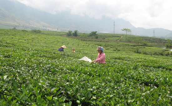 Lai Châu: Hiệu quả liên kết doanh nghiệp và nông dân trồng chè