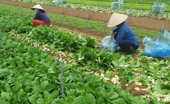 Gia tăng sản xuất đảm bảo nguồn cung rau xanh sau mưa lũ