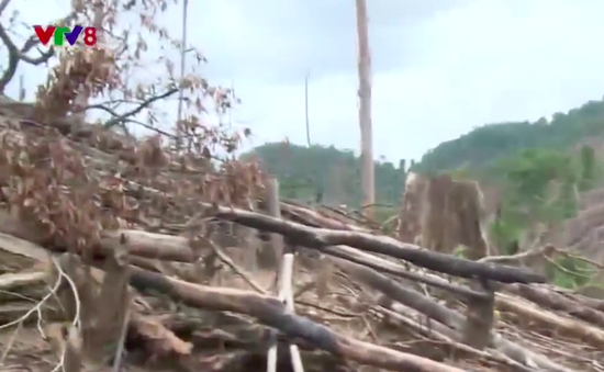 Thấy gì qua vụ phá rừng ở Tiên Lãnh, Quảng Nam ?