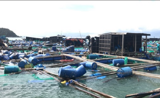 Khánh Hòa: Tan hoang vùng nuôi thủy sản, nan giải tái thiết sau bão