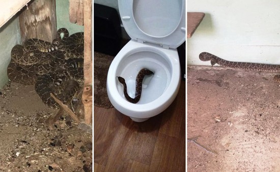 Mỹ: Hãi hùng phát hiện 24 con rắn chuông bên dưới toilet