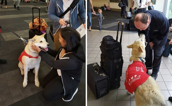Mỹ: Liệu pháp chó giúp hành khách vui vẻ ở sân bay