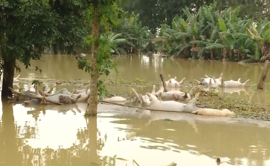 Nông nghiệp thiệt hại nặng nề do mưa lũ