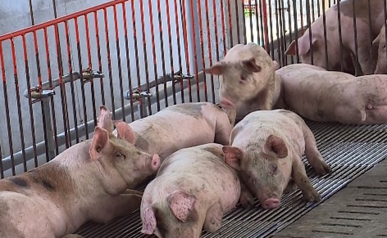 Giá thịt lợn tăng vọt: Khuyến cáo từ nhiều phía!