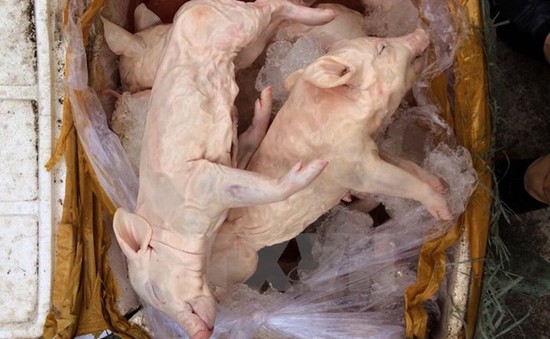 Quảng Ngãi: Phát hiện vụ vận chuyển lợn sữa chưa qua kiểm dịch