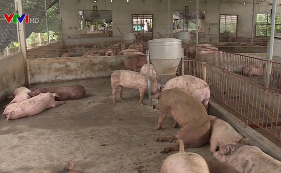 TP.HCM: Thịt lợn không đeo vòng truy xuất không được vào chợ