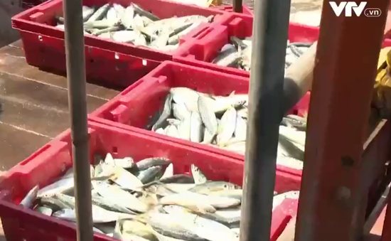 TT-Huế: Cơ sở đông lạnh nâng cao năng lực thu mua hải sản