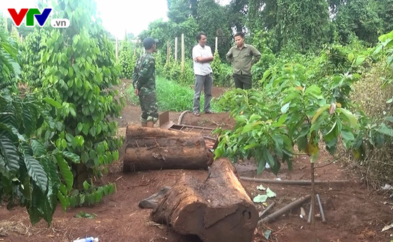 Đắk Lắk: Điều tra làm rõ nhóm đối tượng chặt cây gỗ thủy tùng 500 tuổi