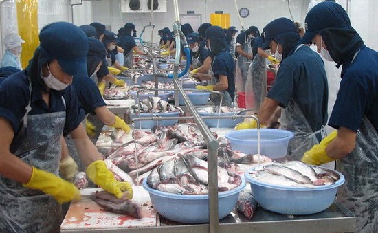 Cá tra Việt Nam vào châu Âu tuân thủ tiêu chuẩn vệ sinh nghiêm ngặt
