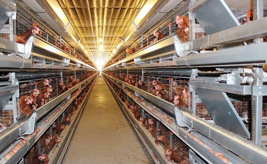 Sản xuất trứng gà công nghệ cao phục vụ xuất khẩu ở Sóc Trăng