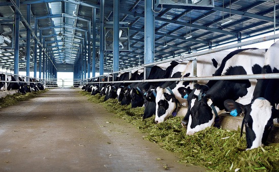 Trang trại bò sữa hữu cơ đầu tiên theo tiêu chuẩn châu Âu