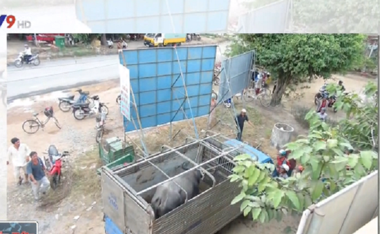 Tây Ninh: Trâu điên xổng chuồng tấn công, 6 người bị thương nhập viện