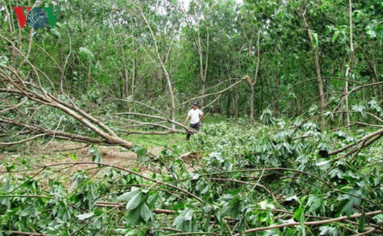 Quảng Trị: Nhiều rủi ro trong việc trồng cây cao su ở vùng thiên tai