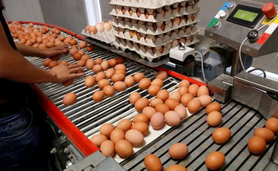 Bê bối trứng "bẩn" tại châu Âu tiếp tục lan đến Đài Loan (Trung Quốc)