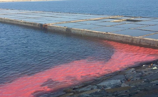 Đã có kết quả kiểm tra hiện tượng nước biển màu đỏ ở Hà Tĩnh