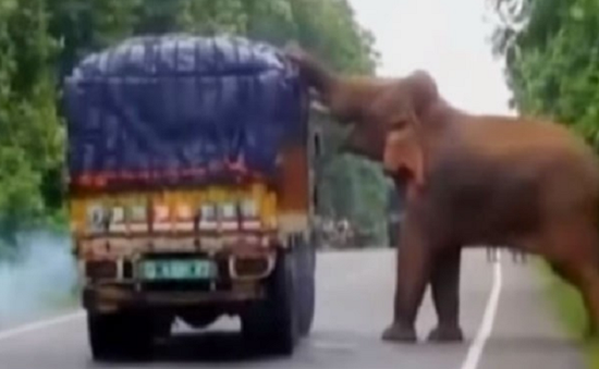 Ngỡ ngàng cảnh voi chặn xe tải giữa đường để lấy thức ăn