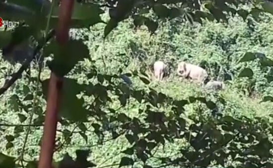Kiểm lâm Quảng Nam khuyến cáo người dân bảo vệ đàn voi rừng