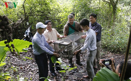 Nghệ An: Trăn đất 10kg quý hiếm có tên trong Sách đỏ được thả vào rừng