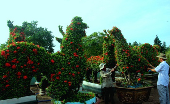 Rực rỡ vườn thú kiểng bông trang tại Tiền Giang