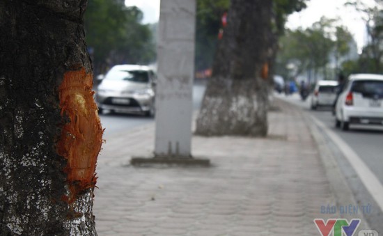 Hà Nội: Cận cảnh hàng chục cây xà cừ ở đường Láng bị lột vỏ