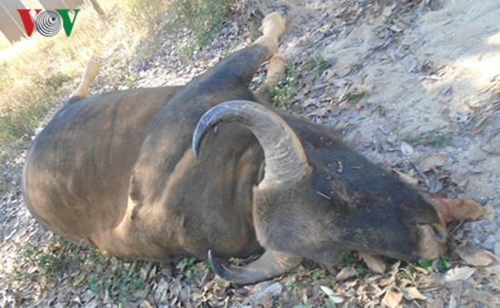 Bò tót chết trong vườn quốc gia Chư Mom Ray, Kon Tum