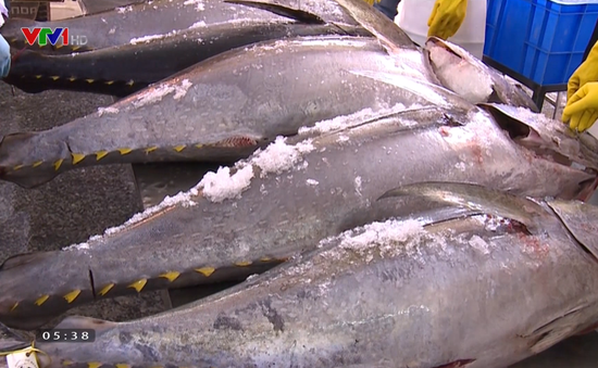 Xuất khẩu cá ngừ tăng trưởng ấn tượng