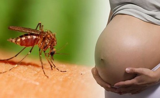51 thai phụ nhiễm virus Zika tại TP.HCM