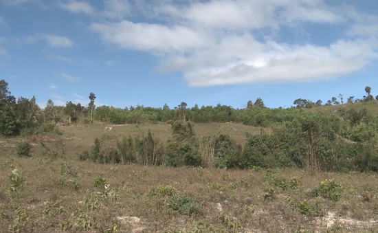 Gia Lai: Thu hồi đất rừng bị lấn chiếm để trồng rừng