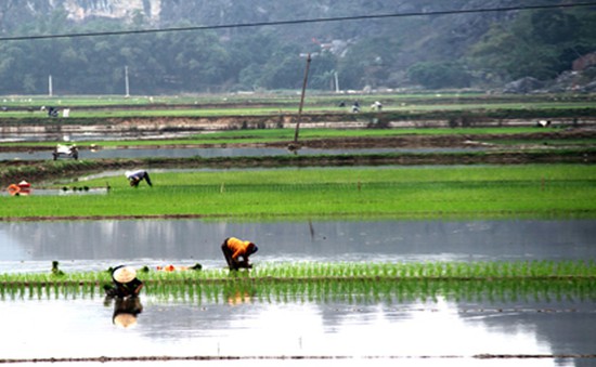 Nông dân Hà Tĩnh có nguy cơ mất mùa do thiếu giống sản xuất vụ Đông Xuân