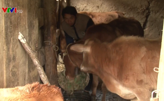 Lào Cai tích cực phòng chống rét cho đàn gia súc