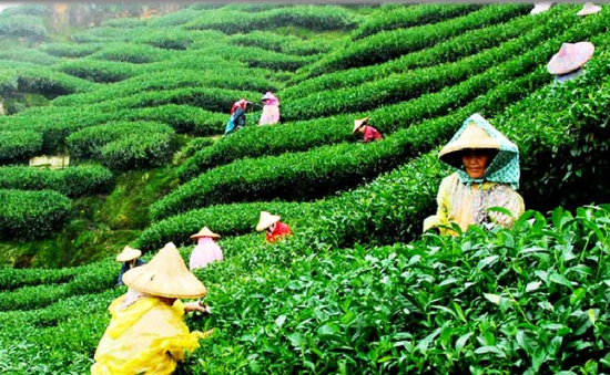 Loại trà thần bí giúp tăng cường sinh lực và chống lão hóa ở Ấn Độ