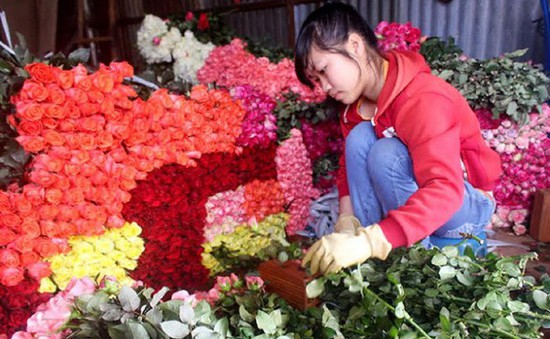 Giá hoa hồng Đà Lạt đạt mức cao nhất trong 3 năm qua