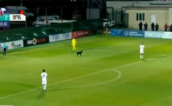 Chú chó gây gián đoạn trong một trận đấu bóng đá tại Gruzia