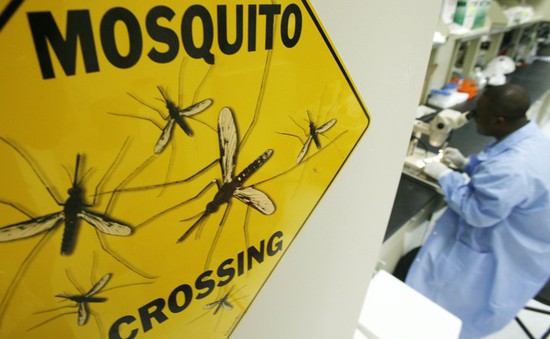 Tiêu diệt muỗi bằng cách chỉnh sửa gen