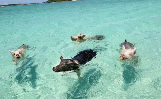 Hòn đảo dành cho những chú lợn bơi lội thỏa thích