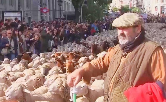 Hàng trăm chú cừu diễu hành trên đường phố Madrid, Tây Ban Nha