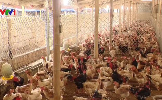 Một năm, thôn Đồng Tỉnh (Hưng Yên) thu gần 20 tỷ đồng từ nuôi gà sinh sản
