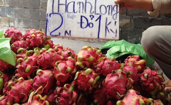 Bình Thuận: Giá chỉ còn chưa tới 2.000 đồng/kg, thanh long bị đổ bỏ cho bò ăn