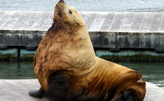 Bảo tồn loài sư tử biển Steller trước nguy cơ tuyệt chủng