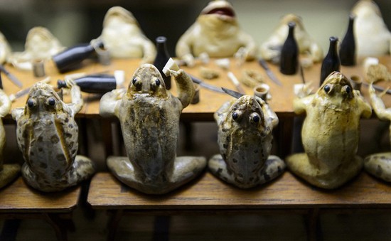 Sống động bảo tàng ếch nhồi bông tại Thụy Sĩ