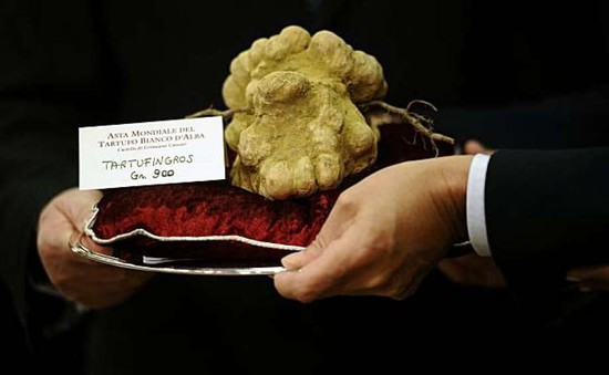 Nấm truffle trắng Alba quý hiếm đạt giá 85.000 Euro