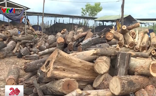 Phát hiện bãi tập kết gỗ rừng số lượng lớn tại Đăk Lăk