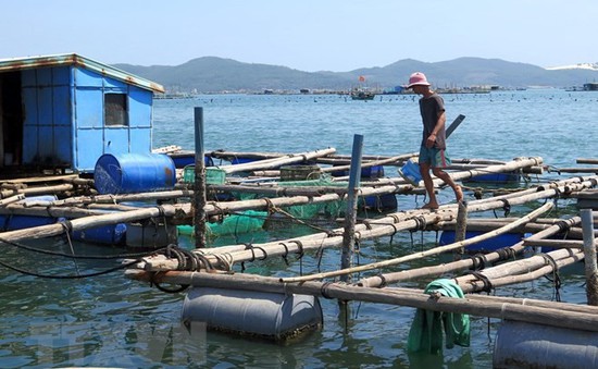 Kéo dài mâu thuẫn do nuôi thủy sản trong khu du lịch quốc gia vịnh Xuân Đài