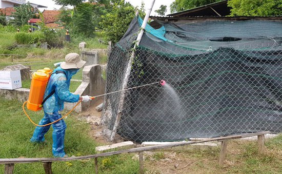 Phú Yên khẩn trương phòng chống cúm A/H5N6 trên đàn gia cầm