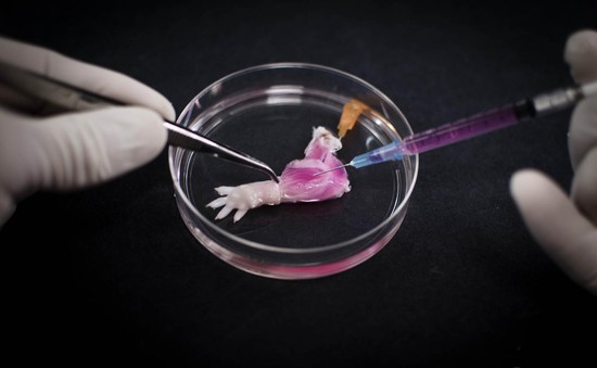 Liệu pháp kích thích tế bào giúp ếch tái tạo chân