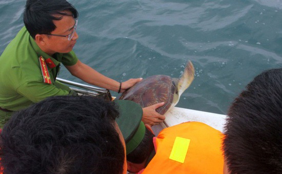 Kiên Giang: Thả 16 cá thể rùa biển quý hiếm